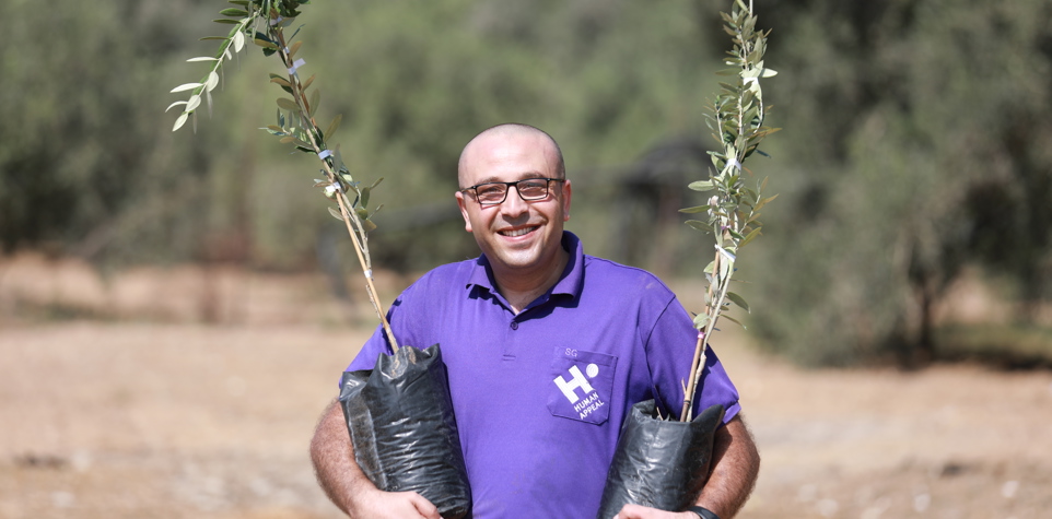 Olive trees planting in Palestine