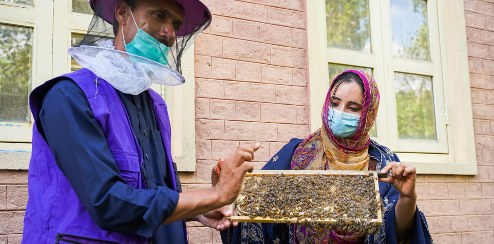 Honey bee farm in Kashmir